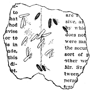 An illustration; the maggots are each about twice the size of the printed letters.