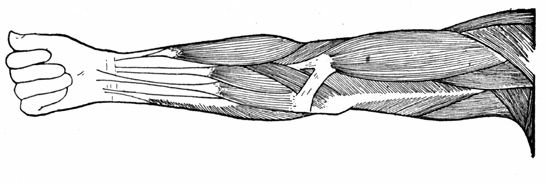 A diagram of an extended arm, showing the muscles.