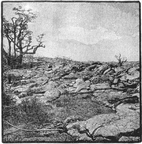 Fig. 15.—Flow of lava invading a forest. A tree in the
distance is not completely burned, showing that the molten rock had
lost much of its original heat.