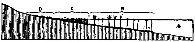 Fig. 17.—Diagram showing beginning of peat bog: A,
lake; B, lilies and rushes; C, lake bog; D, climbing bog.