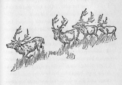 Herd of reindeer
