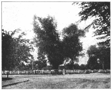 A photograph of a park and a large tree