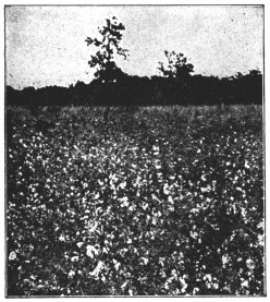 A photograph of a field.