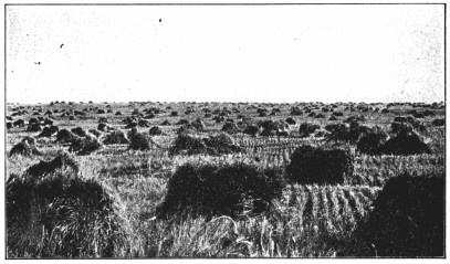 A photograph of a field of gathered wheat.
