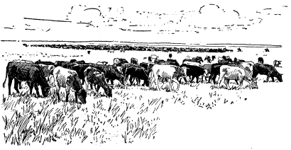 A drawing of a large herd of cattle grazing on a vast plain.