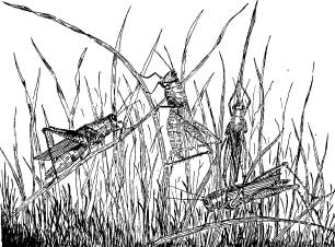 Grasshopper Tribes