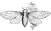 Friend Cicada