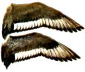 Greater Hen and Drake Wing
