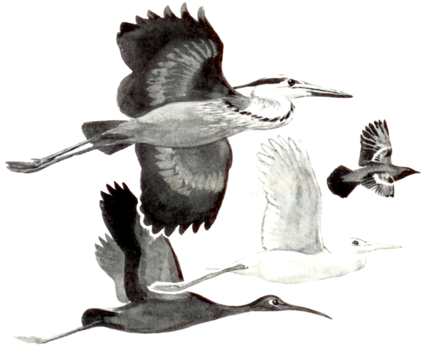 Great Blue Heron, Blackbird, Egret and Ibis