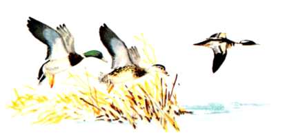 Ducks taking off