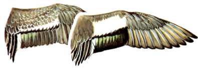 Hen and Drake Wing