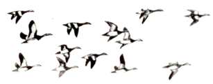 Typical Flock Pattern