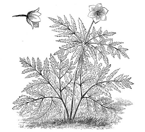 Fig. 9.