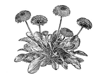 The Project Gutenberg eBook of Hardy Perennials, by John Wood.