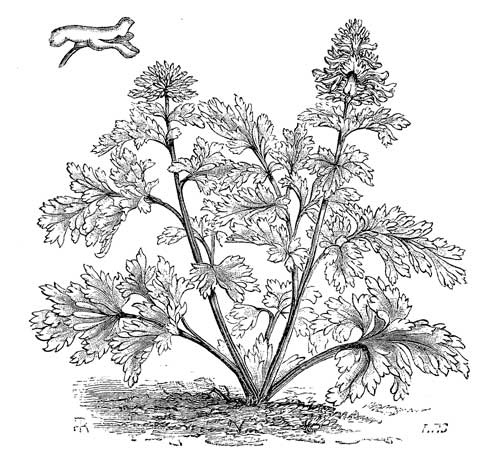 Fig. 29.