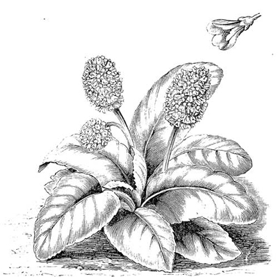 Fig. 87.