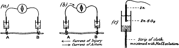 Fig. 2.—Electric Method of Detecting Nerve Response
