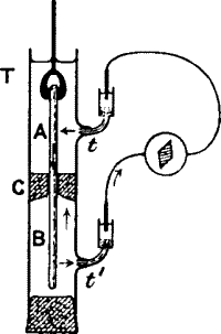 Fig. 15.—Response in Plant (from the Stimulated A to Unstimulated B) Completely Immersed Under Water