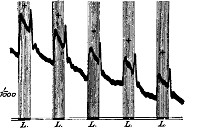 Fig. 106.—Transient Positive Augmentation given by the Frog’s Retina on the Cessation of Light L (Waller)