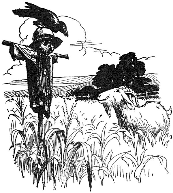 ...the first thing they saw was a big, black crow sitting on a scarecrow as unafraid as if it had been a tree.