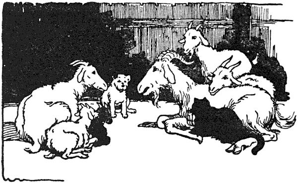 The Billy Whiskers family as well as all the Angora goats were enjoying themselves listening to Billy, Stubby and Button tell war stories...