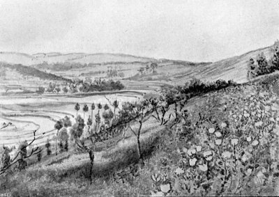 CULTIVATION IN TERRACES. In the foreground the poppy in
bloom.