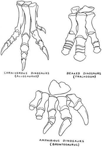 Fig. 8.: Hind Feet of Dinosaurs, to show the three
chief types (Theropoda, Orthopoda, Sauropoda).