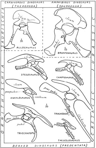 Fig. 9.: Pelves of Dinosaurs illustrating the two chief
types (Saurischia, Ornithischia) and their variations.