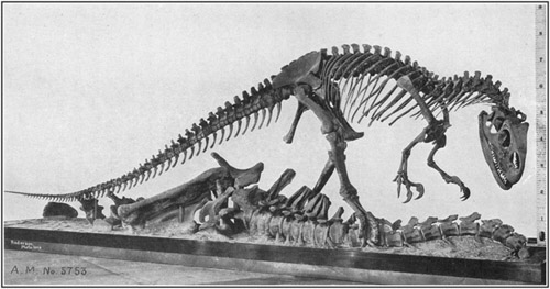 Fig. 11.: Mounted Skeleton of Allosaurus in the American Museum.