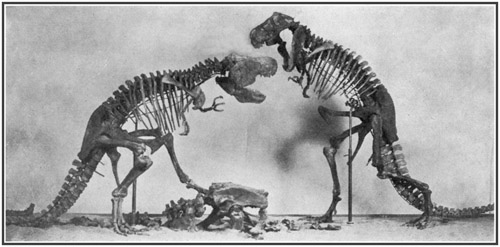 Fig. 15.: Model of Tyrannosaurus group for the
Cretaceous Dinosaur Hall.