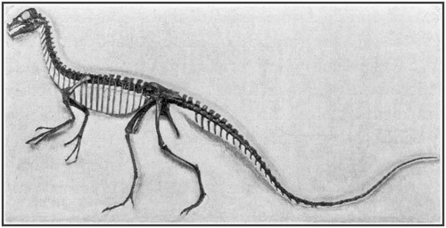 Fig. 17.: Skeleton of Ornitholestes a small
carnivorous dinosaur of the Jurassic period.