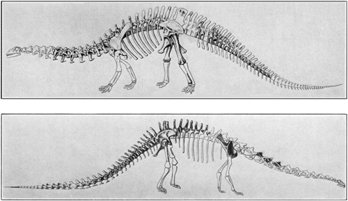 Fig. 20.: Skeletons of Brontosaurus (above) and
Diplodocus (below) in the American Museum.
