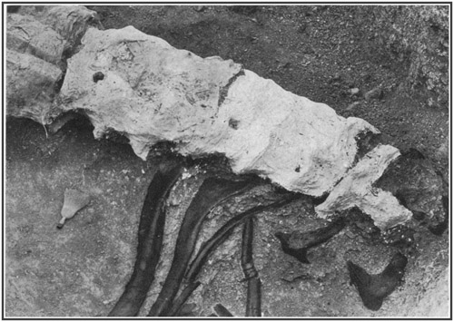 Fig. 21a.: Excavating the Brontosaurus skeleton.