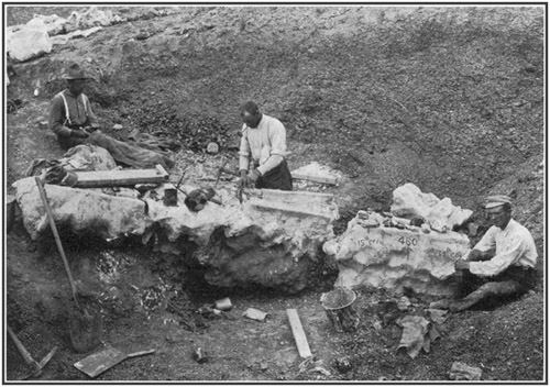 Fig. 21b.: Excavating the Brontosaurus skeleton.