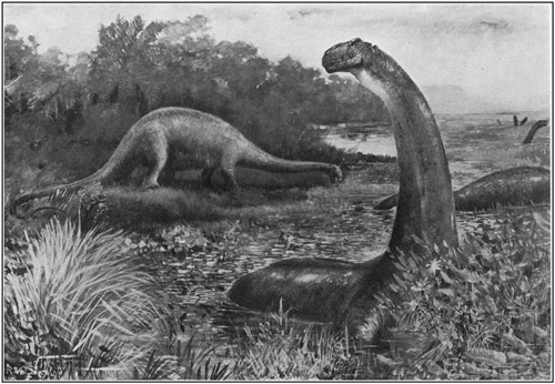 Fig. 22.: Restoration of Brontosaurus by C.R. Knight, under direction of Professor Osborn.