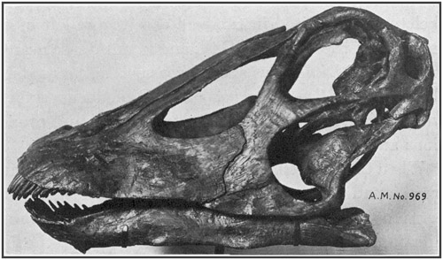 Fig. 23.: Skull of Diplodocus from Bone-Cabin Quarry,
north of Medicine Bow, Wyoming.