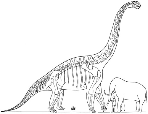 Fig. 24.: The Largest Known Dinosaur. Sketch
reconstruction of Brachiosaurus, from specimens in the Field Museum
in Chicago, and the Natural History Museum in Berlin.