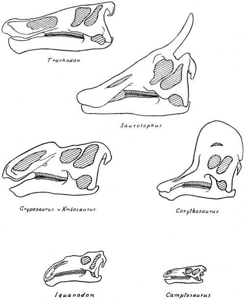 Fig. 25.: Skulls of Iguanodont and Trachodont Dinosaurs.