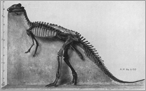 Fig. 26.: Skeleton of Camptosaurus, an American
relative of the Iguanodon.