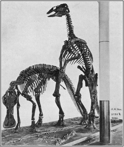 Fig. 28.: Mounted Skeletons of Trachodon in the
American Museum.