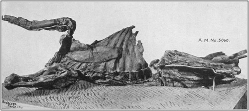 Fig. 30.: The Dinosaur Mummy. Skeleton of a Trachodon preserving
the skin impressions over a large part of the body.