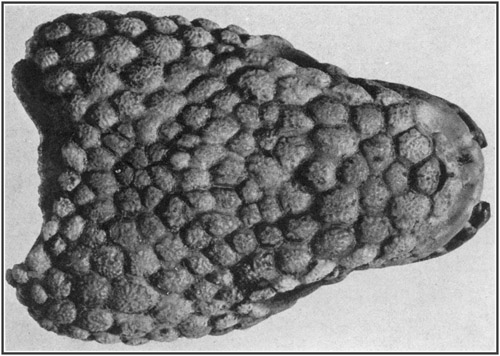 Fig. 33.: Skull of Gila Monster (Heloderma), for
comparison of surface with skin impressions of Trachodon.