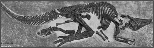 Fig. 34.: Skeleton of Saurolophus, from Upper Cretacic of Alberta.