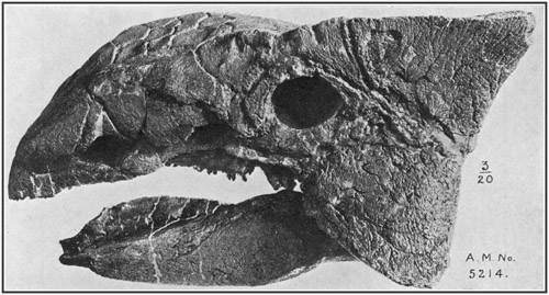Fig. 35.: Skull and lower jaw of Armored Dinosaur Ankylosaurus, from
Upper Cretacic (Edmonton formation) of Alberta. Left side view.