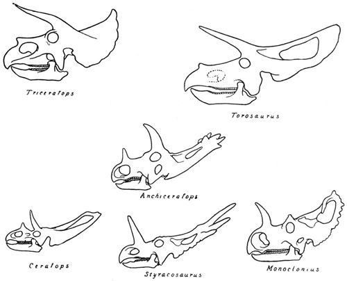 Fig. 37.: Skulls of Horned Dinosaurs.
