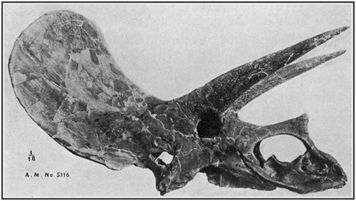 Fig. 38.: Skull of Triceratops from the Lance
formation in Wyoming.