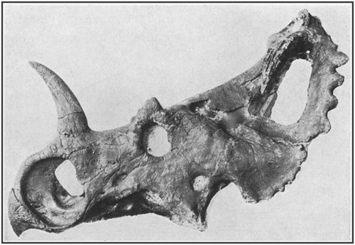 Fig. 39.: Skull of Monoclonius, a horned dinosaur
from the Cretacic (Belly River formation) of Alberta.