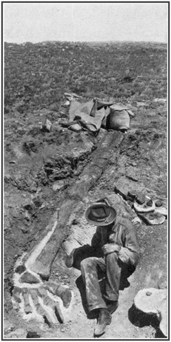 Fig. 44.: The first dinosaur specimen found at
Bone-Cabin Quarry. Hind limb of Diplodocus.