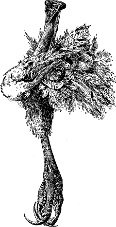 hawk's leg as described in text