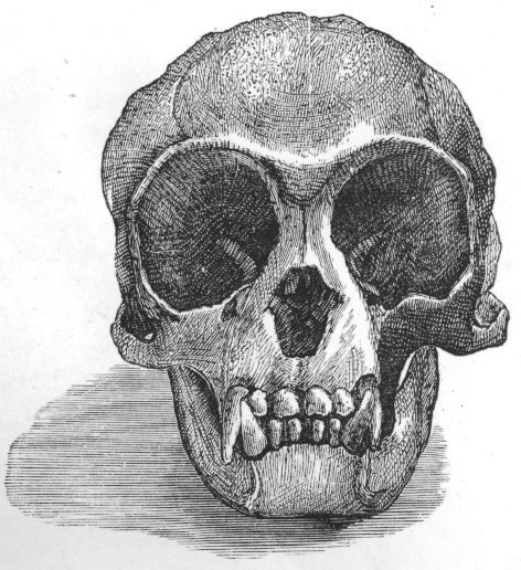 Skull of Hylobates hooluck